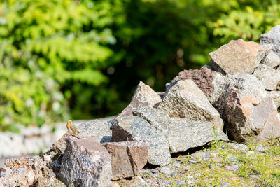 Robin perching on rock