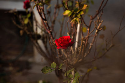 Close-up of red flowering plant