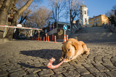 Low angle view of a a brown stray dog chewing a big bone, outside on a paved street.