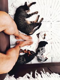 High angle view of dog lying on floor