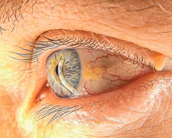 Macro shot of human eye