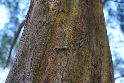 Close-up of a tree trunk