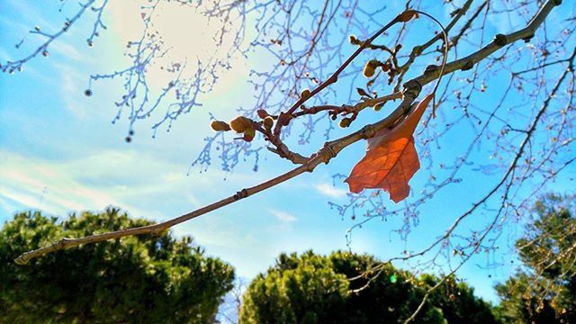 tree, low angle view, branch, sky, growth, nature, leaf, tranquility, beauty in nature, cloud - sky, blue, cloud, autumn, tree trunk, day, outdoors, scenics, no people, change, bare tree