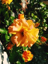 Close-up of yellow flower