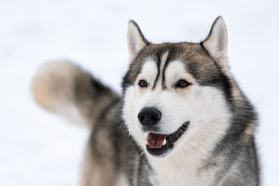 Close-up portrait of a dog