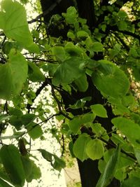 Close-up of fresh green plant