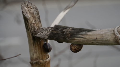 Close-up of wood against wooden fence