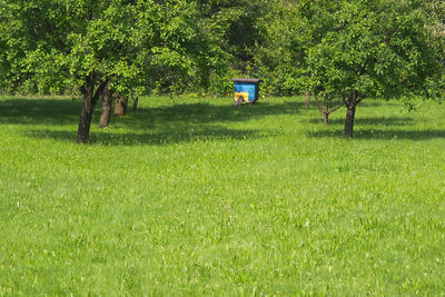 Trees on grass