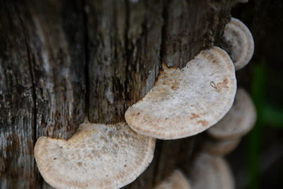 Close-up of mushroom growing on tree trunk