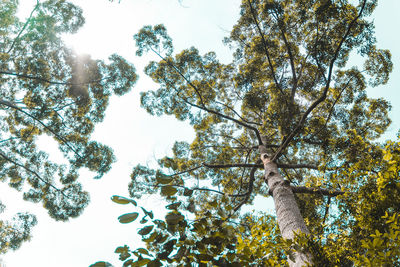 Low angle view of tree against sky