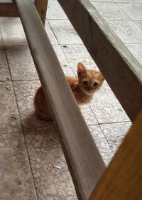 High angle portrait of cat on wood