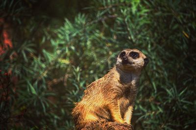 Meerkat sitting against plants