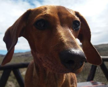 Close-up portrait of dog