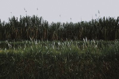 Plants growing on field against sky