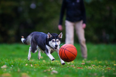 Dog playing with ball on grass