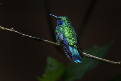 Close-up of bird perching on plant stem at night