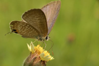 Close-up of butterfly perching on flower