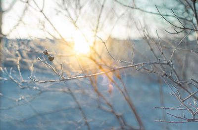 Close-up of frozen bare tree against sky