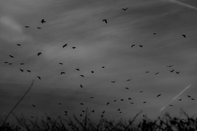 Low angle view of birds flying in sky