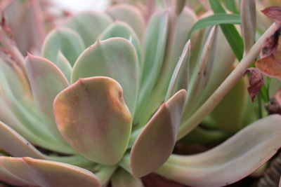 Close-up of succulent plant