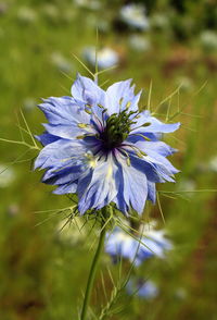 Close-up of purple flowering plant