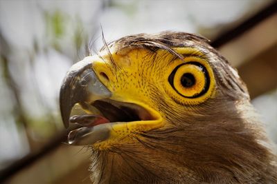 Close up of black kites head 