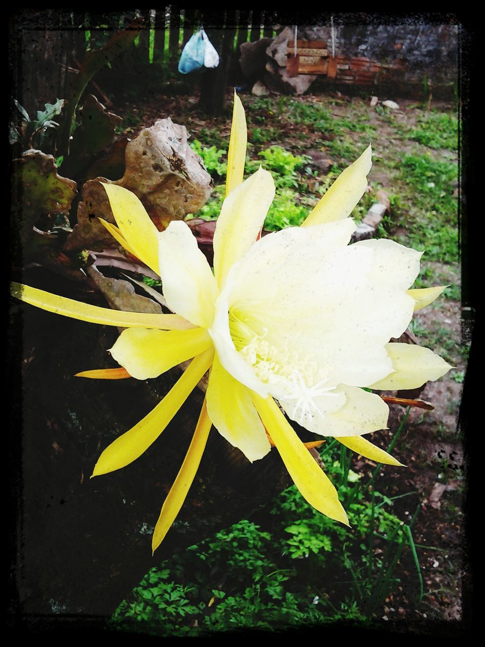 flower, transfer print, petal, flower head, fragility, freshness, growth, auto post production filter, beauty in nature, blooming, nature, close-up, plant, leaf, single flower, high angle view, in bloom, white color, pollen, focus on foreground