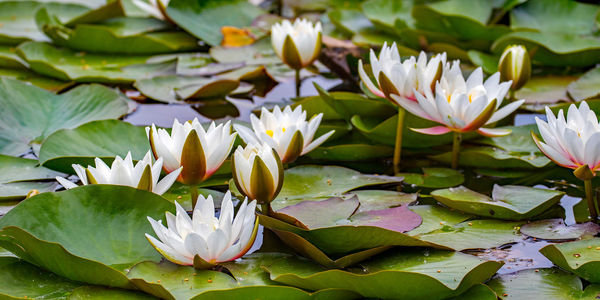 Close-up of lotus water lily in lake