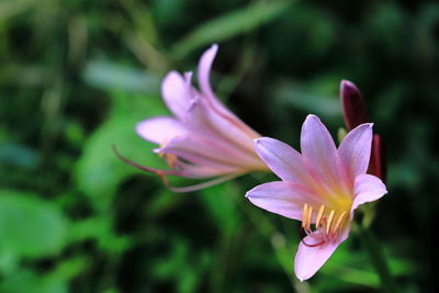 Close-up of pink crocus flower