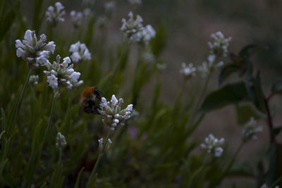 Close-up of bee pollinating on purple flower