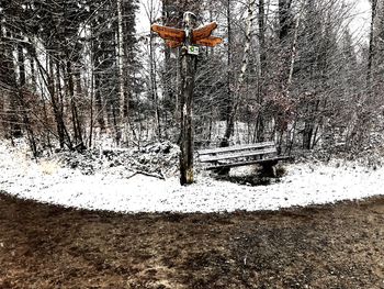 View of frozen tree during winter