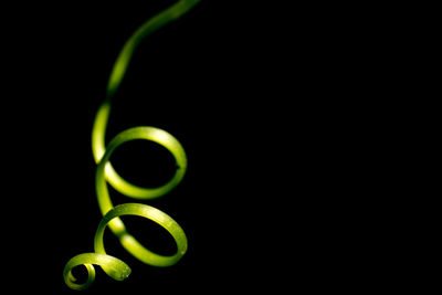 Close-up of vine tendril against black background