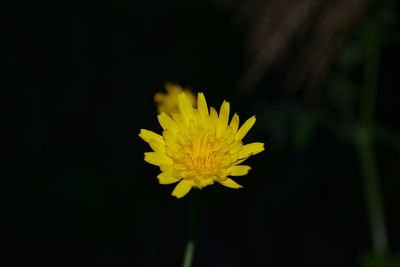 Close-up of dandelion flower