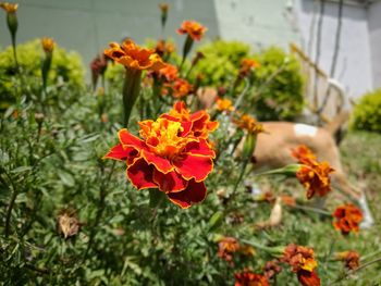 Close-up of red flowers blooming outdoors