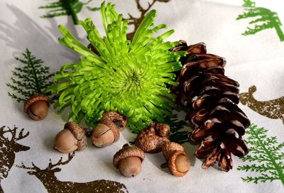 High angle view of pine cone on plant