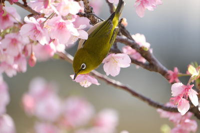 Close-up of cherry blossoms