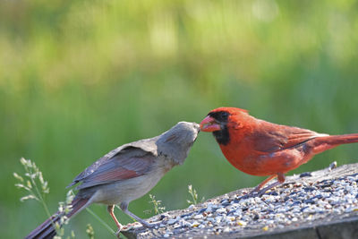 High angle view of cardinals sharing seed