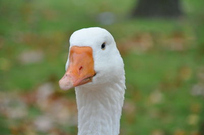 White goose close-up front