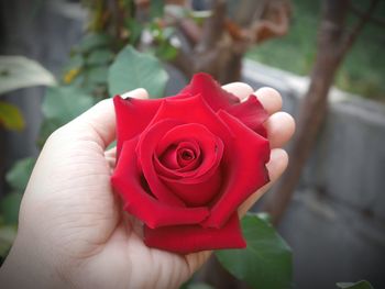 Close-up of hand holding rose against field