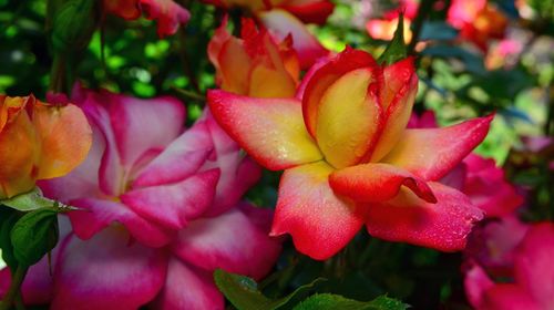 Close-up of pink flowers