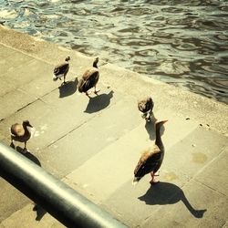 Birds in water