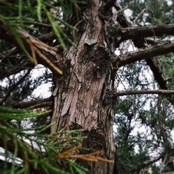 Close-up of tree trunk in forest