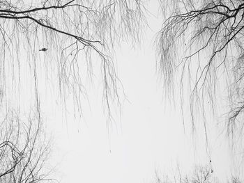 Low angle view of bare trees