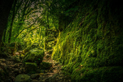 Scenic view of forest