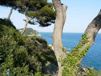 Scenic view of tree by sea against sky