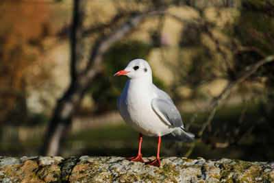 Close-up of seagull perching on rock