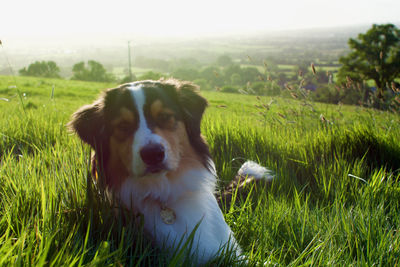 Dog portrait in sunny field