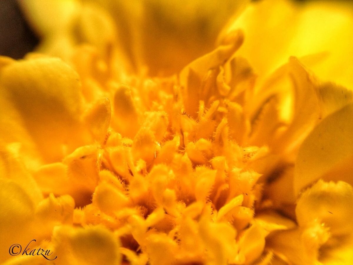 flower, petal, freshness, yellow, close-up, fragility, flower head, beauty in nature, growth, orange color, selective focus, full frame, nature, backgrounds, blooming, plant, focus on foreground, extreme close-up, macro, no people