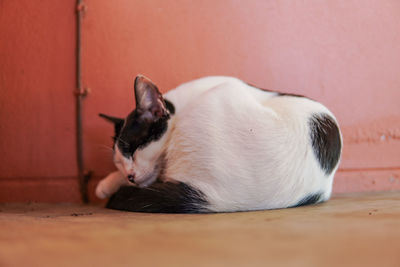 Close-up of a cat sleeping on floor