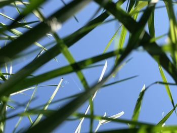 Low angle view of bamboo plants against sky